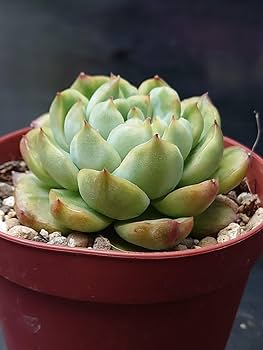 シルバーブーム錦◎多肉植物 カット苗 韓国苗 エケベリア等 シルバーブーム錦◎多肉植物 カット苗 韓国苗 エケベリア等